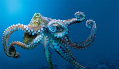 Octopuses Characteristics Habitats Reproduction And More