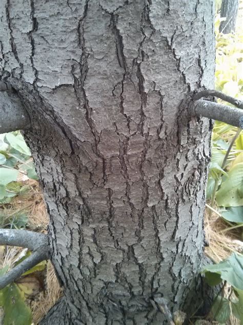 Eastern White Pine Pinus Strobus The Ufor Nursery And Lab