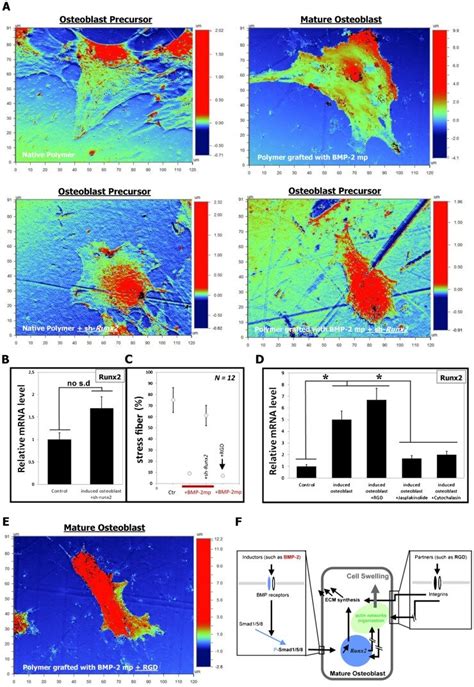 A Ops Micrographs Showing That The Silencing Of Runx2 Mediated By