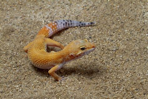 Leopard Gecko On Sand Background Stock Photo Image Of Sand Dragon