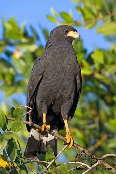 Common Black Hawk Focusing On Wildlife