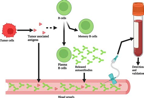 Tumor Antigens Blood Test at Tina Kirby blog