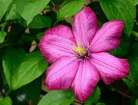 ᐅ Clematis Krankheiten erkennen und bekämpfen so geht es