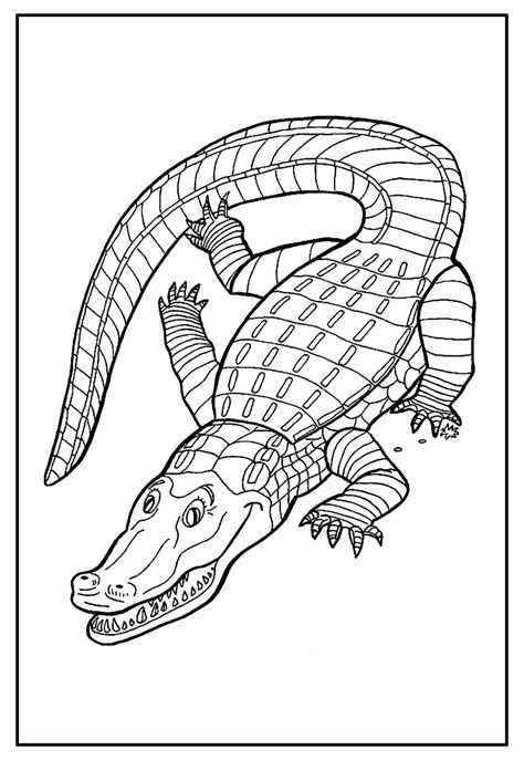 Desenhos De Crocodilo Para Colorir Bora Colorir