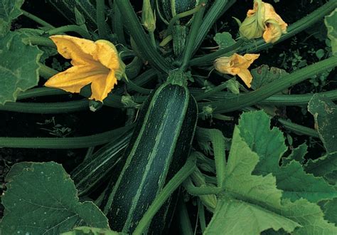 How To Grow Marrows Courgettes And Squashes From Seed Thompson And Morgan