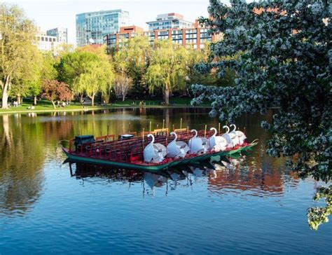 Bostons Iconic Swan Boats Return After A Year Off Abc6