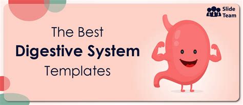 The Digestive System In 17 Powerpoint Templates [free Pdf Attached]