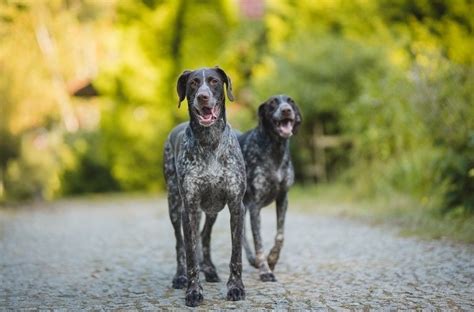 How Much Do German Wirehaired Pointers Shed Care Grooming Advice