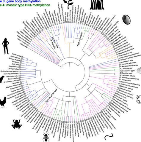 Schematic Representation Of The Tree Of Life For 147 Species