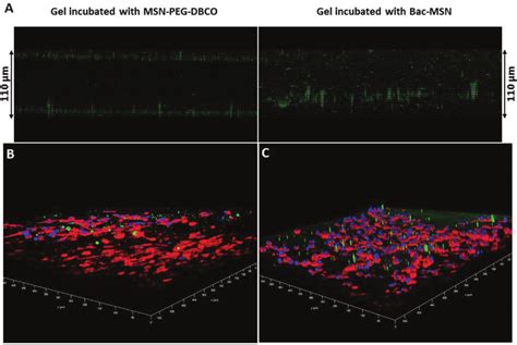 A Confocal Microscopy Z Axis Projection Of Msn Peg Dbco And Bac Msn