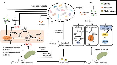 Frontiers Vibrio Cholerae Classification Pathogenesis Off