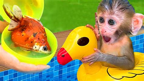 Monyet BonBon Lucu Pergi Berenang Bersama Teman Ikan Mas Di Kolam