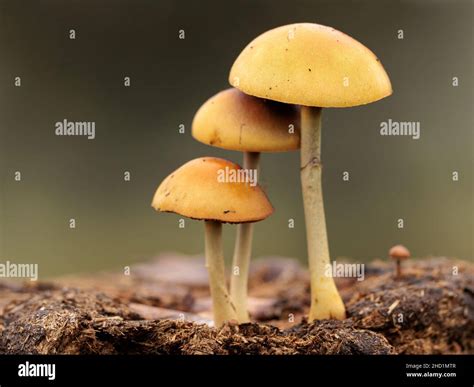 Small Mushrooms Growing On Cow Dung Stock Photo Alamy