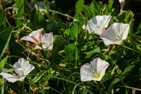 Field Bindweed Convolvulus Arvensis European Bindweed Creeping Jenny