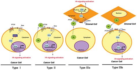 Role Of The Hedgehog Pathway In Hepatocellular Carcinoma Review