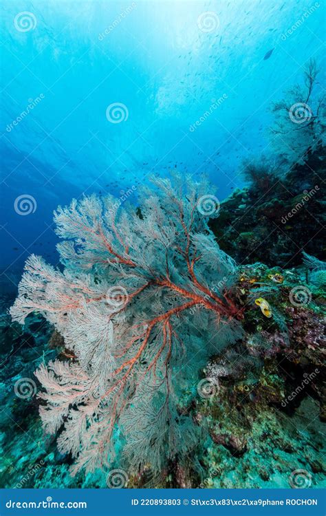 Sea Fan Or Gorgonian On The Slope Of A Coral Reef With Visible Water