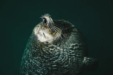 Closeup Shot of a Harbor Seal Swimming in the Water Stock Photo - Image ...