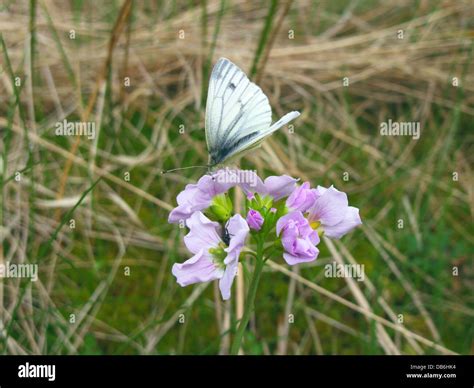 Caradmin pratensis Fotos und Bildmaterial in hoher Auflösung Alamy