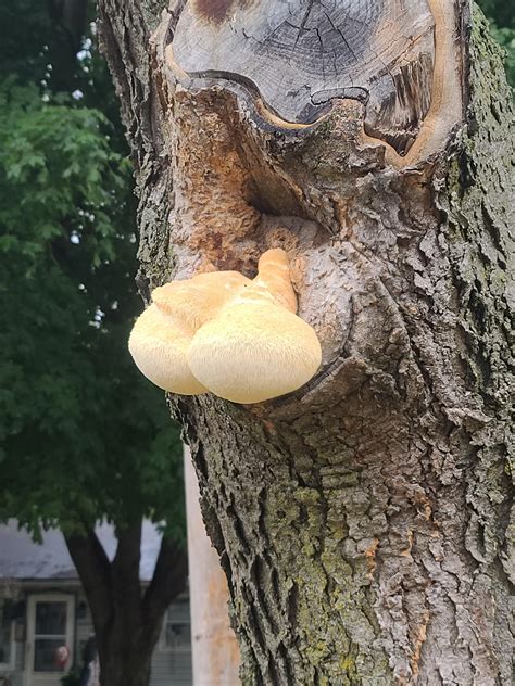 What Fungus Is This Growing In My Tree Is It Harmful To The Tree R Mycology