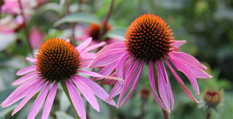 Culture de l échinacée conseils pour les débutants en jardinage Les