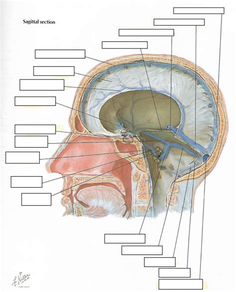 Venous Sinuses Of Dura Mater Sagittal Section Diagram Quizlet