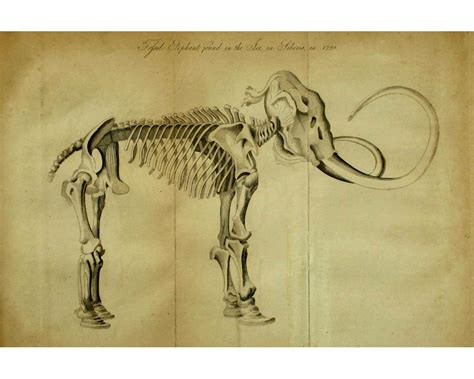 Antique Mammoth skeleton art print Woolly Mammoth | Etsy