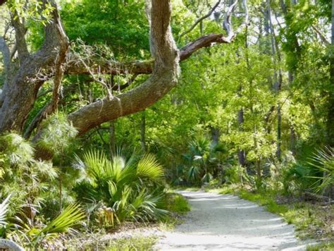 Edisto Beach State Park (2024) | Admission, Times, Photos & Events