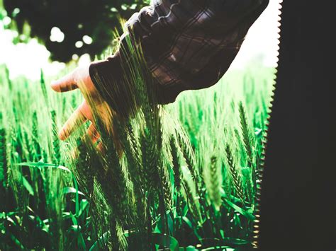 Green Wheat · Free Stock Photo