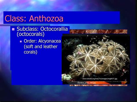 Class Anthozoa Characteristics Ppt Download