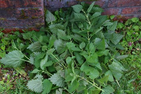 Wild Foraging How To Identify Harvest Store And Use Stinging Nettle