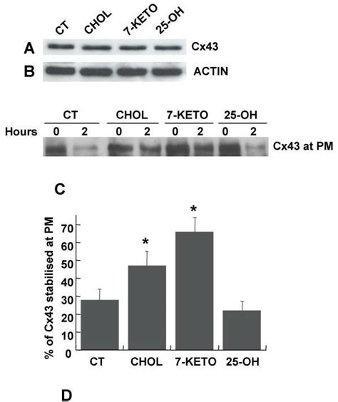 Effect Of Oxysterols On Cx43 Stability At The Plasma Membrane The