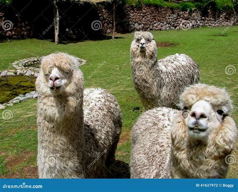 Huacaya Alpaca Stock Photo Image Of Wool Cute Farm 41627972