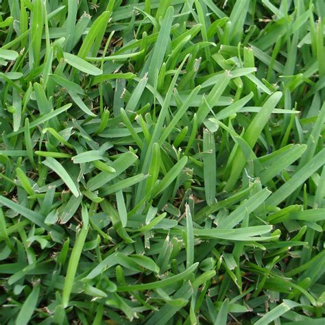 Saint Augustine Grass