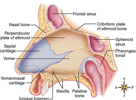 Anatomy Of The Respiratory System Basicmedical Key