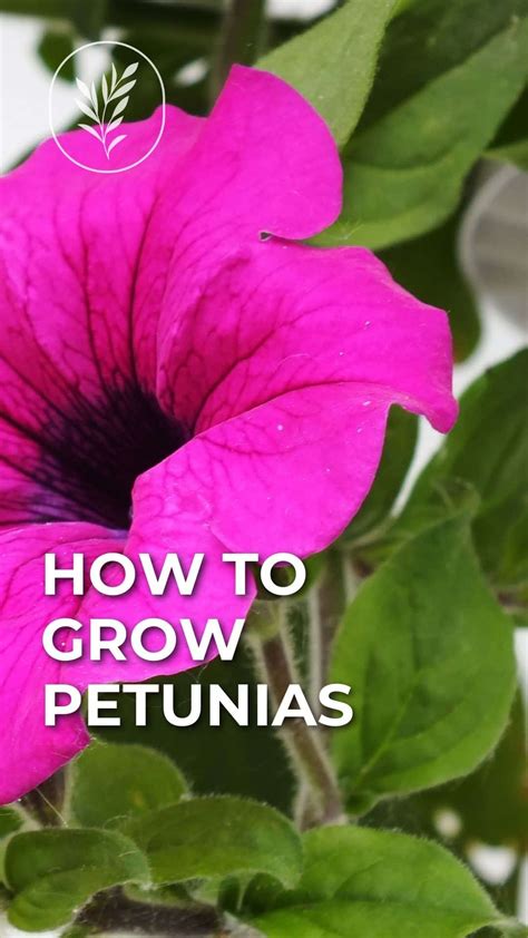 How To Grow Petunias Essential Care Tips For Vibrant Blooms