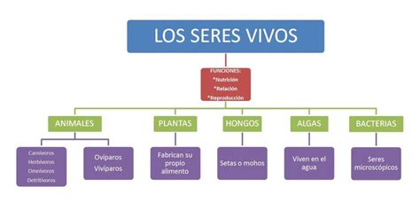 Mapa Mental Seres Vivos Sololearn