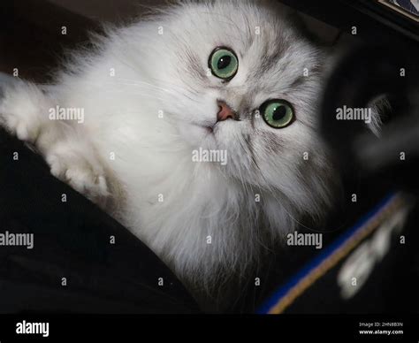 Close Up Shot Of The Face Of A Beautiful Silver Chinchilla Persian Cat