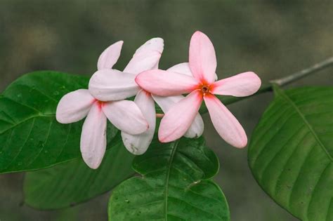 Premium Photo | Pink gardenia, beautiful light pink or white flowers ...