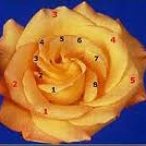 Fibonacci Sequence In A Rose Fibonacci In Nature Fibonacci Spirals