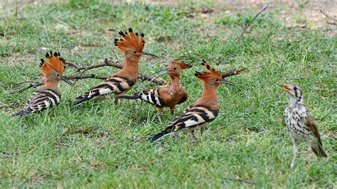 Upupa Africana African Hoopoe Namibia Oleg