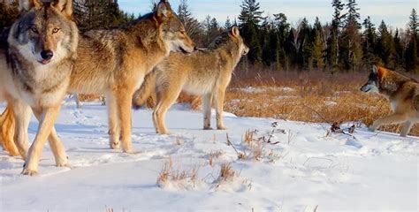 Wolves, deer, and deer hunting in northeastern Minnesota: the data - National Wolfwatcher Coalition