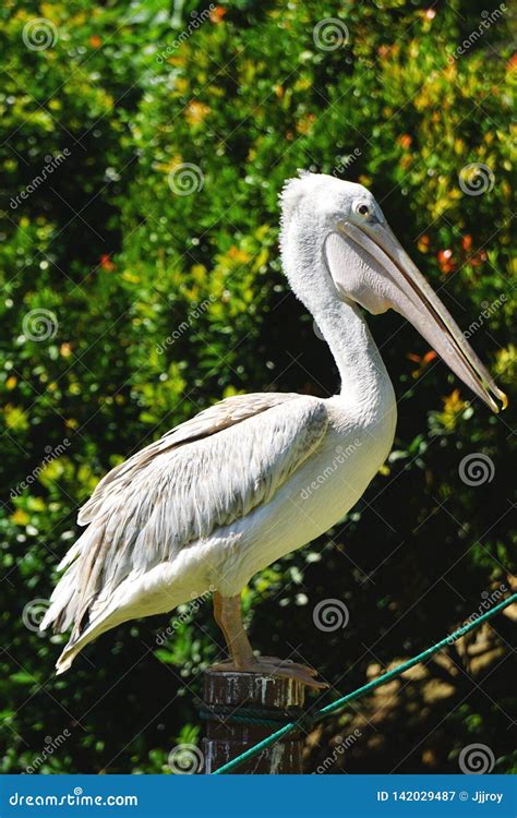 Side View Of Pelican Standing On Post On A Sunny Day Stock Image