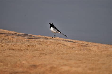 Premium Photo White Browed Wagtail Bird