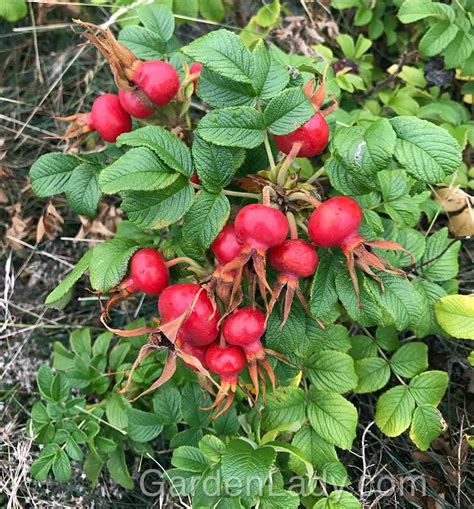 I Love Rosa rugosa…I Hate Rosa rugosa | GardenLady.com