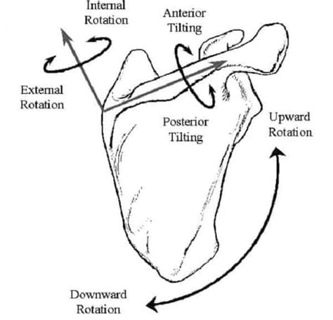 Technique For Scapular Control Stability Precision Movement