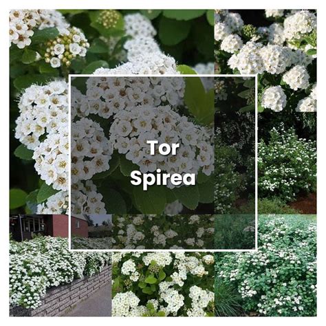 How To Grow Tor Spirea Plant Care Tips NorwichGardener