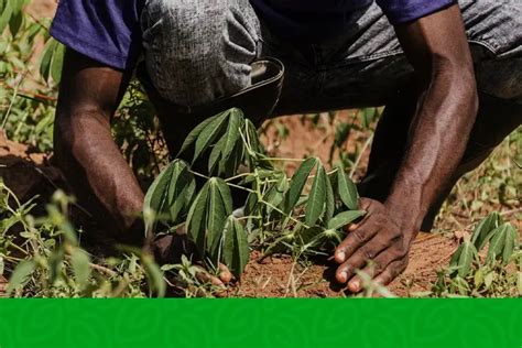 Harvesting Success A Holistic Guide To Thriving Agriculture In Africa The Farmers Journal