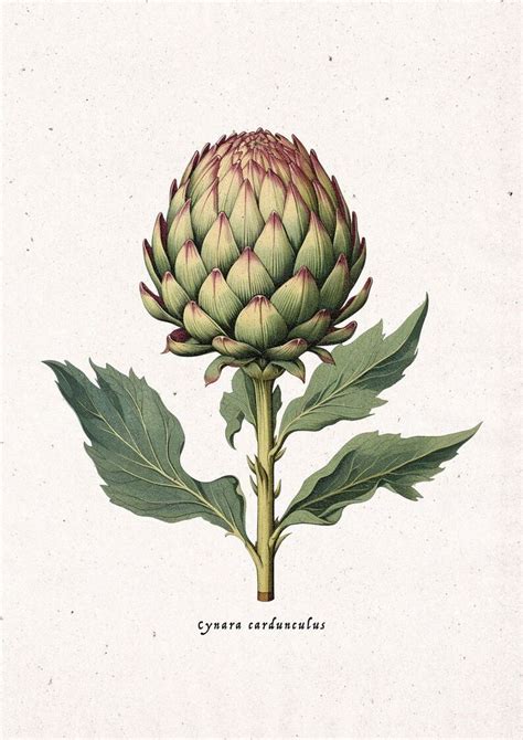 Artichoke Vintage Botanical Print A4 Digital Download Artichoke Art Print Fruit Print