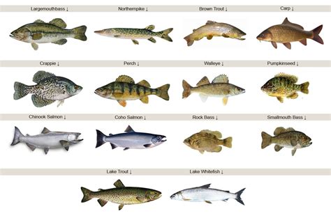 Lake Erie Fish Identification Chart Ponasa