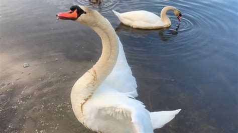 Mute Swan Cob Showing Off His Size And Then Going Back To Feeding